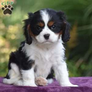Checkers, Cavalier King Charles Spaniel Puppy