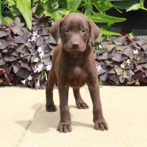 Chelsea, Chocolate Labrador Retriever Puppy