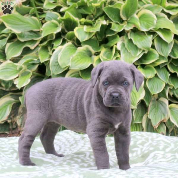 Chelsea, Cane Corso Puppy
