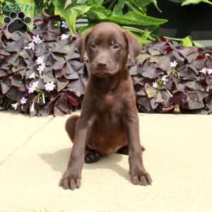 Chelsea, Chocolate Labrador Retriever Puppy