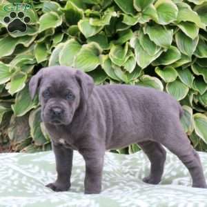 Chelsea, Cane Corso Puppy