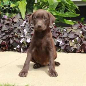 Chelsea, Chocolate Labrador Retriever Puppy
