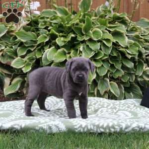 Chelsea, Cane Corso Puppy