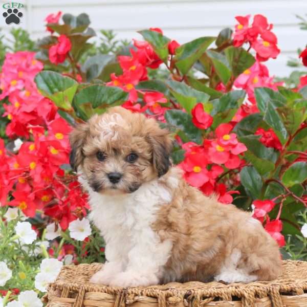 Cherity, Teddy Bear Puppy
