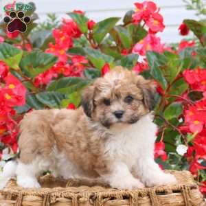 Cherity, Teddy Bear Puppy