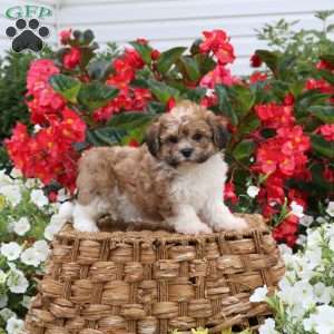 Cherity, Teddy Bear Puppy