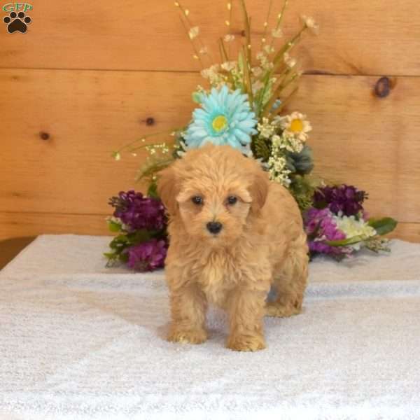 Cherry, Maltipoo Puppy
