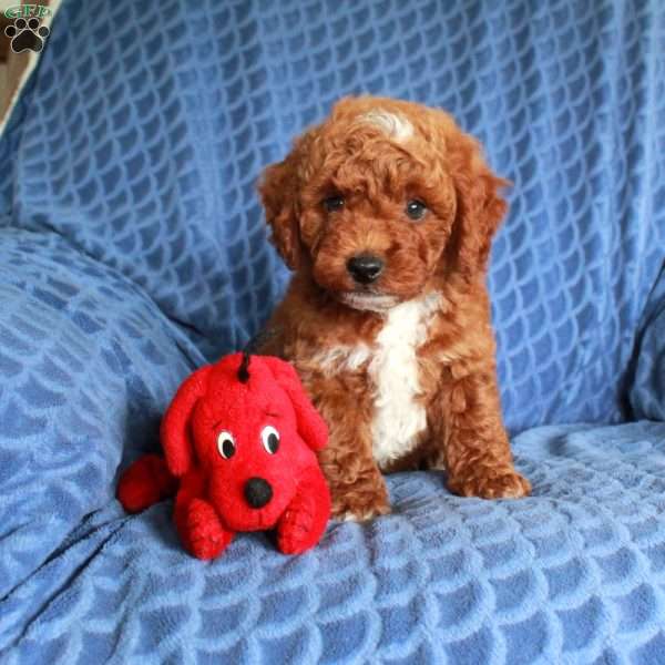 Chet, Miniature Poodle Puppy