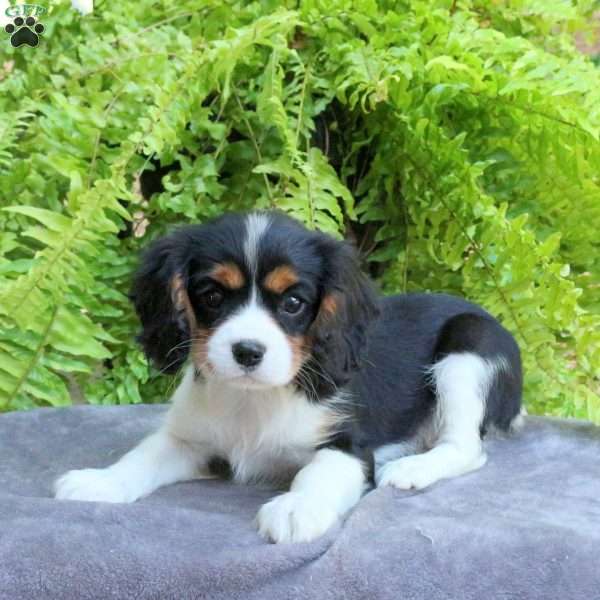 Chewie, Cavalier King Charles Spaniel Puppy
