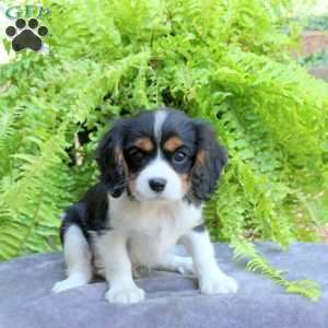 Chewie, Cavalier King Charles Spaniel Puppy