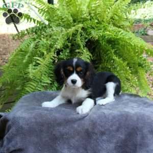 Chewie, Cavalier King Charles Spaniel Puppy