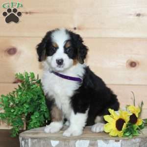 Chick-Fill-A, Bernedoodle Puppy