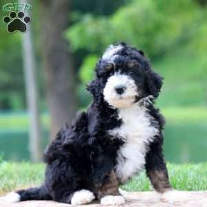 Chico, Bernedoodle Puppy