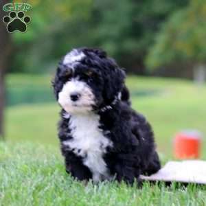 Chico, Bernedoodle Puppy