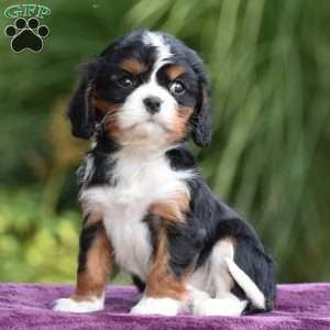 Chip, Cavalier King Charles Spaniel Puppy