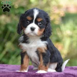 Chip, Cavalier King Charles Spaniel Puppy