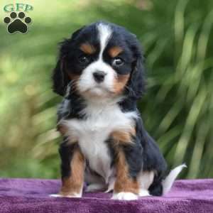 Chip, Cavalier King Charles Spaniel Puppy