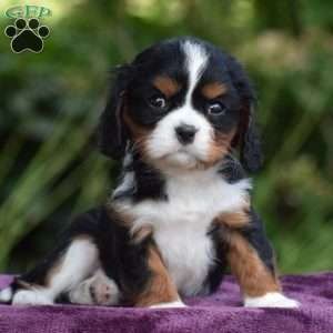 Chip, Cavalier King Charles Spaniel Puppy