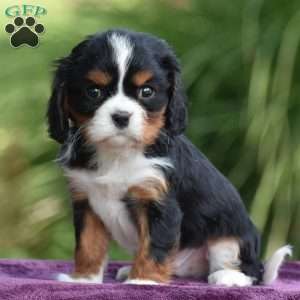 Chip, Cavalier King Charles Spaniel Puppy