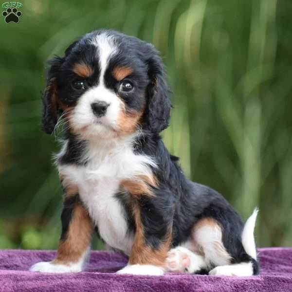 Chip, Cavalier King Charles Spaniel Puppy