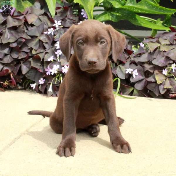 Chip, Chocolate Labrador Retriever Puppy