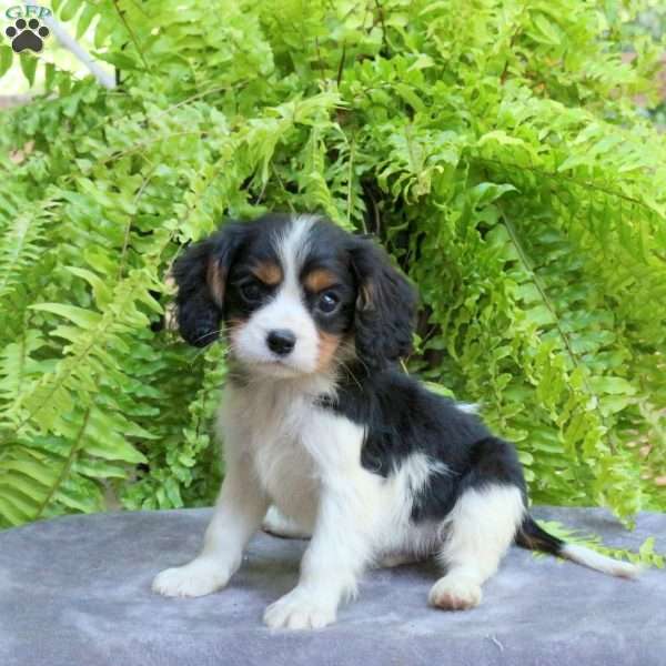 Chip, Cavalier King Charles Spaniel Puppy