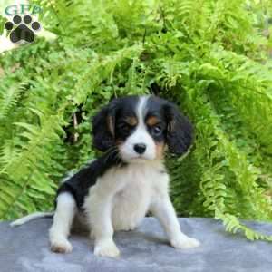Chip, Cavalier King Charles Spaniel Puppy