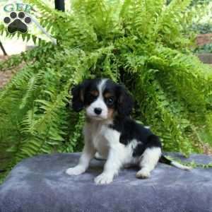 Chip, Cavalier King Charles Spaniel Puppy