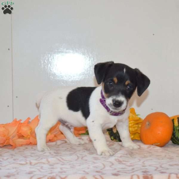 Chips, Jack Russell Terrier Puppy