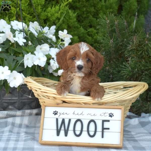 Chips, Cavapoo Puppy
