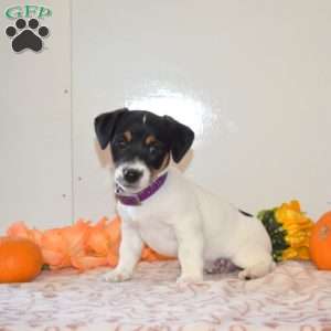 Chips, Jack Russell Terrier Puppy