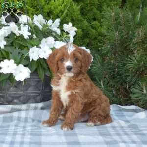 Chips, Cavapoo Puppy