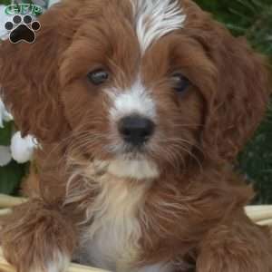 Chips, Cavapoo Puppy
