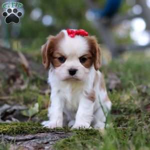 Chloe, Cavalier King Charles Spaniel Puppy