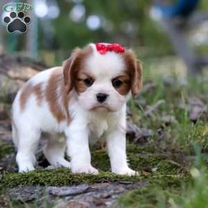 Chloe, Cavalier King Charles Spaniel Puppy