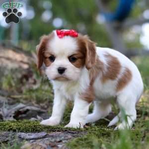 Chloe, Cavalier King Charles Spaniel Puppy