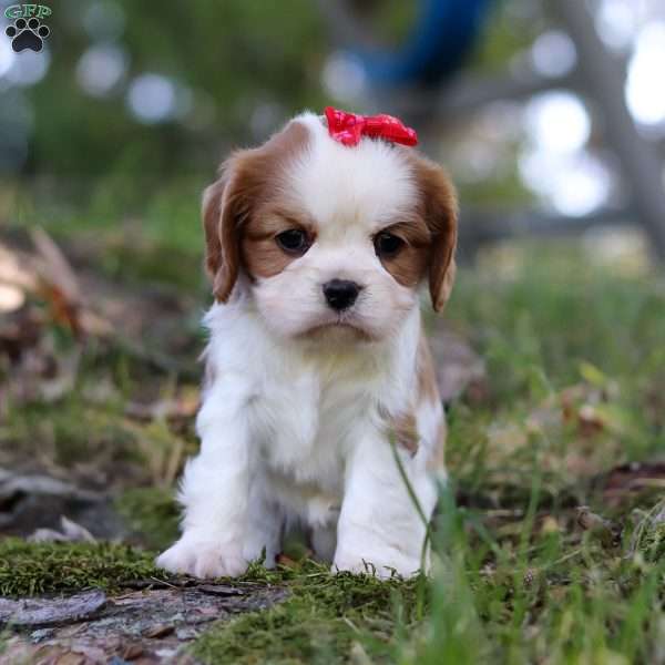 Chloe, Cavalier King Charles Spaniel Puppy