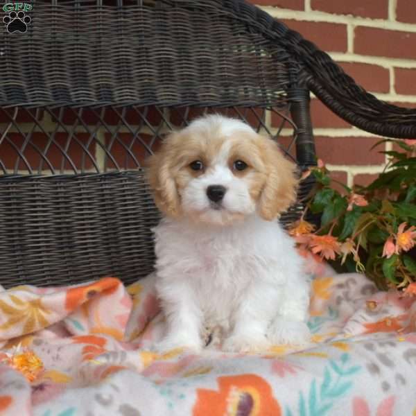 Chloe, Cavachon Puppy