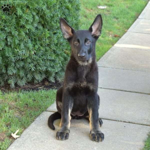 Chloe, German Shepherd Puppy