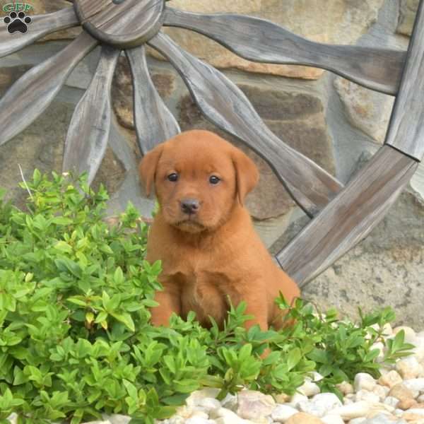 Chloe, Fox Red Labrador Retriever Puppy