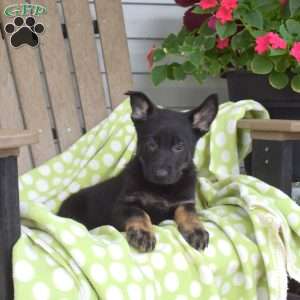 Chloe, German Shepherd Puppy