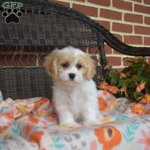 Chloe, Cavachon Puppy