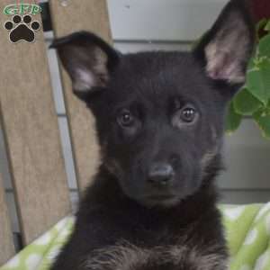 Chloe, German Shepherd Puppy
