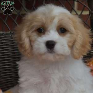 Chloe, Cavachon Puppy