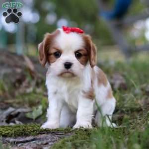 Chloe, Cavalier King Charles Spaniel Puppy