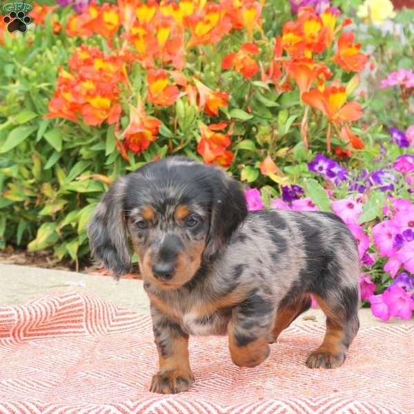 Chocolate Chip-Mini, Dachshund Puppy