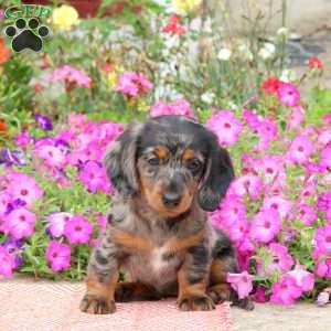Chocolate Chip-Mini, Dachshund Puppy