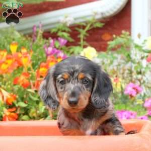 Chocolate Chip-Mini, Dachshund Puppy
