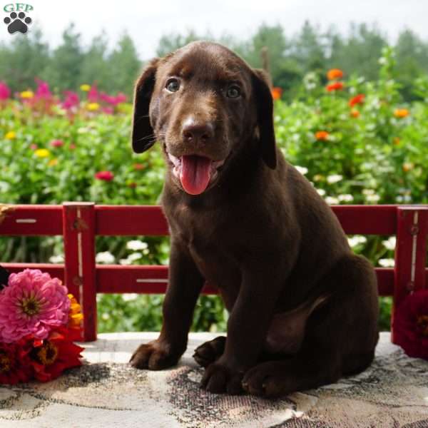 Simba, Chocolate Labrador Retriever Puppy