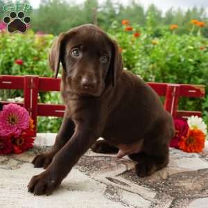 Simba, Chocolate Labrador Retriever Puppy